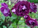Burgundy Ice Burgundy Ice