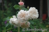 Rose de Tolbiac ® Rose de Tolbiac ®