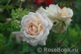 Lions Rose Lions Rose