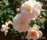 Crocus Rose® Crocus Rose®