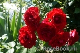 Roter Drache Roter Drache