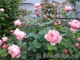 The Alnwick Rose The Alnwick Rose