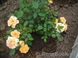 Marigold Sweet Dream Marigold Sweet Dream