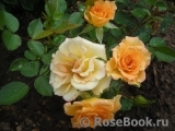 Marigold Sweet Dream Marigold Sweet Dream