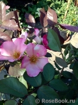 Sole-e-Lune
