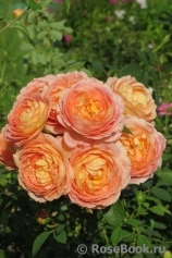Lady of Shalott Lady of Shalott