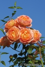 Lady of Shalott Lady of Shalott