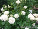 Madame Anisette ® Madame Anisette ®