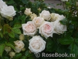 Madame Anisette ® Madame Anisette ®