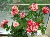 Arrow Folies ® Arrow Folies ®