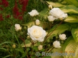 Midsummersnow ® Midsummersnow ®