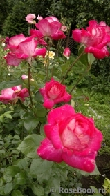Rose Gaujard Rose Gaujard