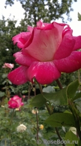Rose Gaujard Rose Gaujard
