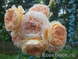 Crown Princess Margareta® Crown Princess Margareta®