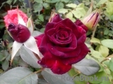 Black Baccara Black Baccara