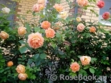 Lady of Shalott Lady of Shalott