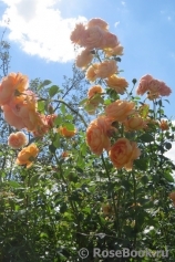 Lady of Shalott Lady of Shalott