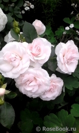 Aspirin Rose Aspirin Rose