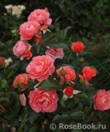 Pink Abundance Pink Abundance