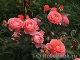 Pink Abundance Pink Abundance