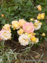 Peach Drift ® Peach Drift ®
