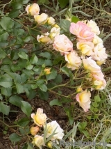 Peach Drift ® Peach Drift ®