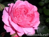 Gertrude Jekyll Gertrude Jekyll