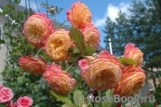 Gartenspass ® Gartenspass ®