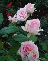 La Belle La Belle