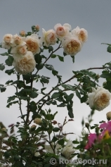 Crocus Rose® Crocus Rose®