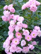 Heavenly Pink Heavenly Pink