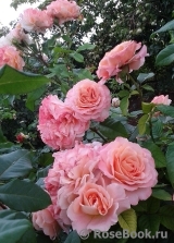 Augusta Luise Augusta Luise