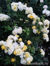 Golden Border Golden Border
