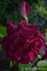 Burgundy Ice Burgundy Ice