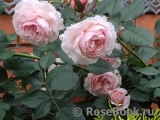 A Shropshire Lad A Shropshire Lad