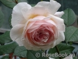 A Shropshire Lad A Shropshire Lad
