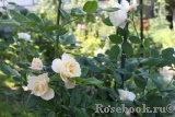 Uetersener Klosterrose Uetersener Klosterrose