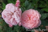 The Alnwick Rose The Alnwick Rose