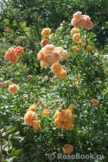 Lady of Shalott Lady of Shalott