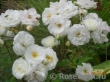 Midsummersnow ® Midsummersnow ®