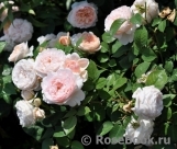 Ambridge Rose 
