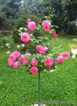Rosarium Uetersen Rosarium Uetersen