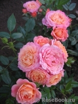 Briosa ® Briosa ®