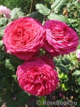Johann Wolfgang von Goethe Rose® Johann Wolfgang von Goethe Rose®