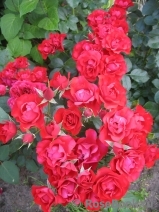 Black Forest Rose ®