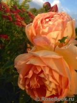 Lady of Shalott Lady of Shalott