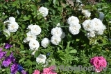 Aspirin Rose Aspirin Rose