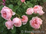 The Alnwick Rose The Alnwick Rose