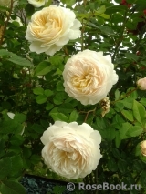 Crocus Rose® Crocus Rose®