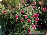 Ivor's Rose Ivor's Rose